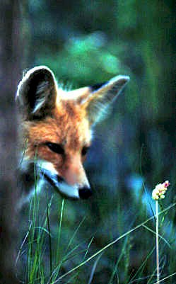fox.jpg (26285 bytes)