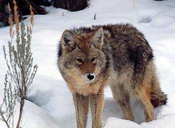 Coyote.JPG (22752 bytes)