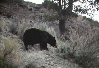bbear.jpg (34592 bytes)