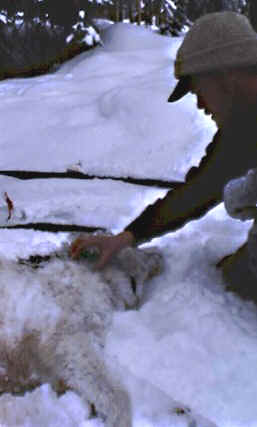 043Mbody.JPG (27064 bytes)