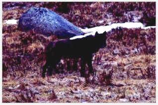 Ww104rck.jpg (17369 bytes)