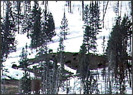 bisonref.JPG (61526 bytes)