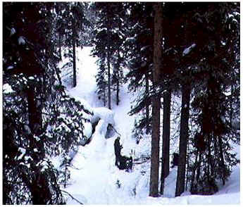 oldfrest.jpg (36375 bytes)