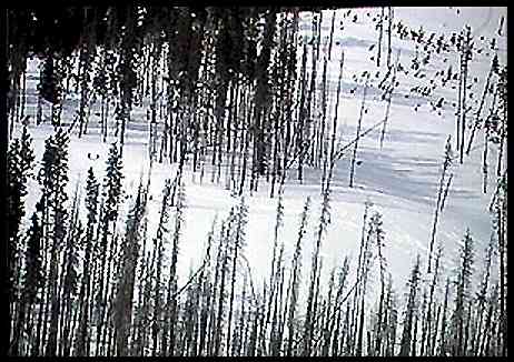 paxtrax.jpg (33892 bytes)