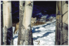 wolf5.jpg (31598 bytes)